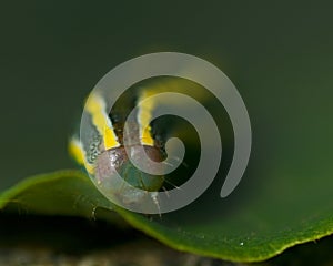 Broom Moth, Melanchra pisi larva photo