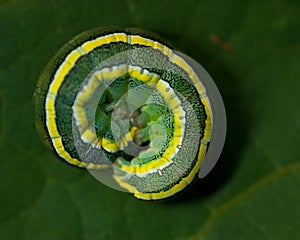 Broom Moth, Melanchra pisi larva photo