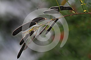 Broom plant seed pods.