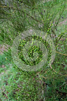 Broom in spring with mew buds shortly before blossom