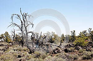 Broom stick tree in a natural semi-arid landscape