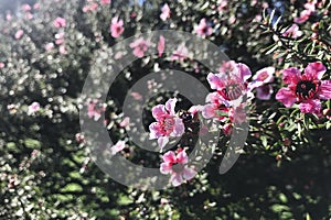 Broom tea tree in the back light morning