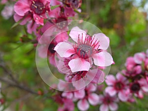 Broom tea-tree`s pink flowers. Close up view.