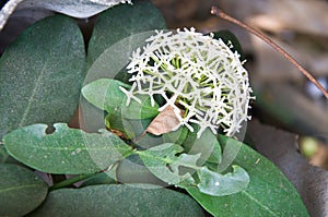 Broom white ixora flowers