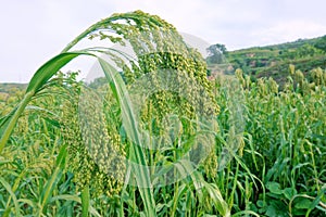 Broomcorn millet field