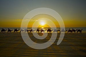 Broome Camels