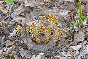 Broomrape Emerging from the Forest Floor