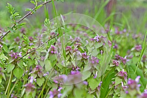 Broomrape is a genus of parasitic plants