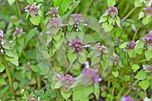 Broomrape is a genus of parasitic plants