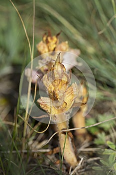 Broomrape in a meadow photo