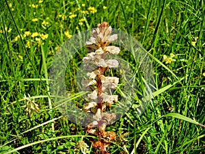 Broomrape