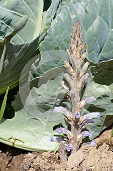 Broomrape (Orobanche ramosa) photo