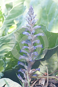 Broomrape (Orobanche ramosa)
