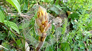 Broomrape in spring in Germany