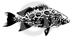 Broomtail grouper fish - vector photo