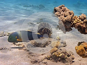 A Broomtail Wrasse Cheilinus lunulatus in the Red Sea