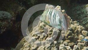 Broomtail Wrasse (Cheilinus lunulatus) in the Red Sea