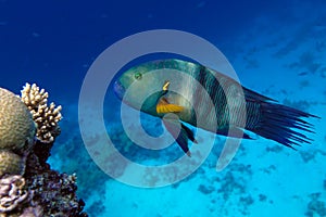 Broomtail wrasse Cheilinus lunulatus at the Red Sea, coral reef