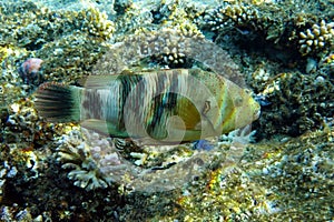 Broomtail wrasse Cheilinus lunulatus at the Red Sea, coral reef