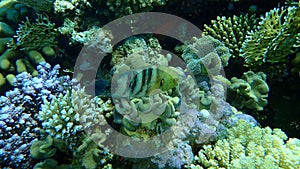 Broomtail wrasse, Cheilinus lunulatus, undersea, Red Sea, Egypt, Sinai, Ras Mohammad national park