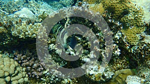 Broomtail wrasse, Cheilinus lunulatus, undersea, Red Sea, Egypt, Sinai, Ras Mohammad national park