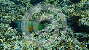 Broomtail wrasse, Cheilinus lunulatus, undersea, Red Sea, Egypt, Sinai, Ras Mohammad national park