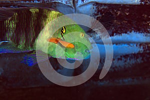 Broomtail wrasse in the Red sea.