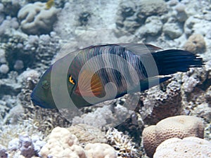 Broomtail wrasse