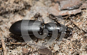 Broscus cephalotes on sand