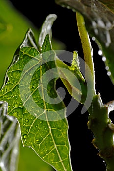 Brote de hoja nueva en ÃÂ¡rbol de papaya photo