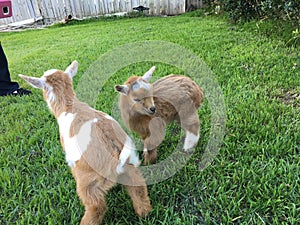 Brother goats