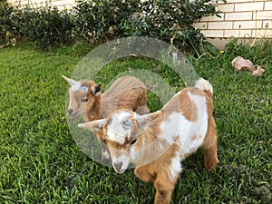 Brother goats