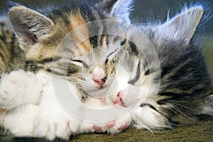 Two Sleeping Kittens photo