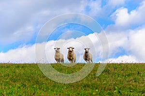 Brotherhood of the lambs