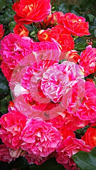 Brothers Grimm Fairy Tale rose