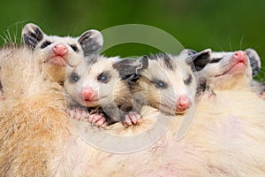 Brothers and sisters in one happy possum family