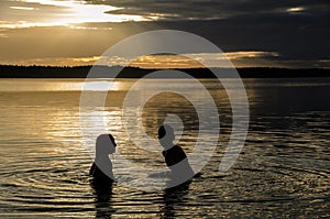 Brothers in the water of a lake at sunset