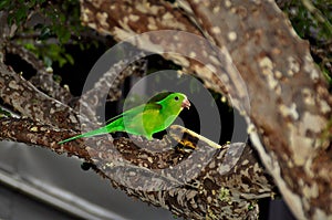 Brotogeris tiricas peacefully savoring the banana