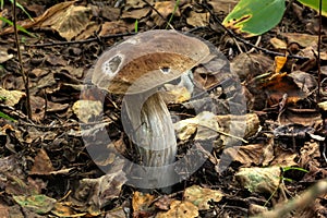 Broun birch bolete. Summer forest.