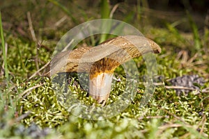 Broun mushroom Paxillus involutus