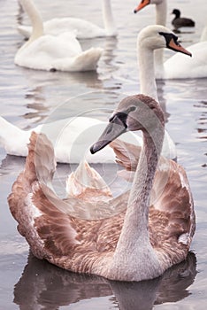 Broun young swan on the lake photo