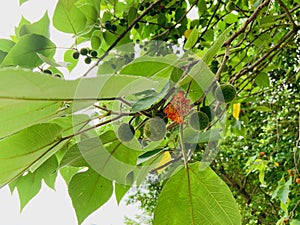 Broussonetia papyrifera in the mountains of Taiwan