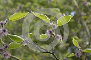 Broussonetia papyrifera tree in bloom