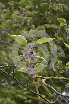 Broussonetia papyrifera tree in bloom