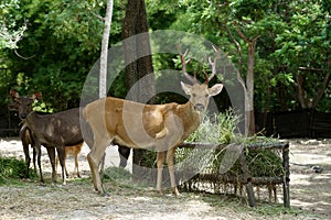 Brow antlered deer