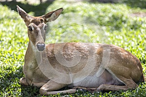Brow-antlered deer
