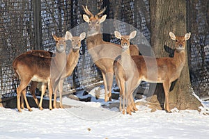 Brow-antlered deer