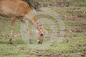 Brow-antlered Deer - Panolia eldii