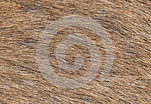 Brow-Antlered Deer skin texture.