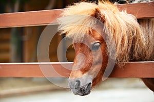 Brow miniature horse